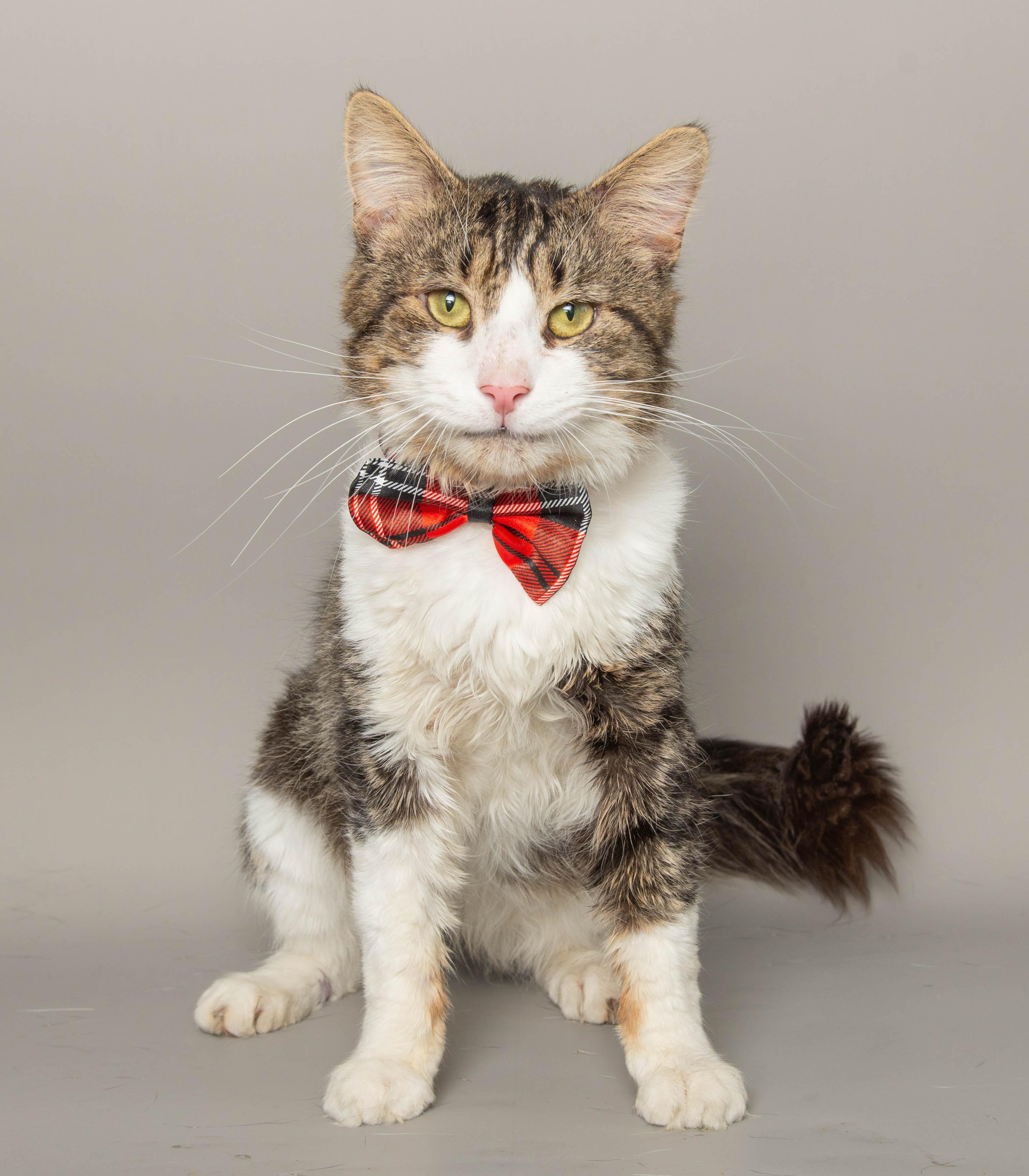 Enlarge TONY STARK, a ADOPTABLE Domestic Short Hair in Wyandotte, MI image 4/4