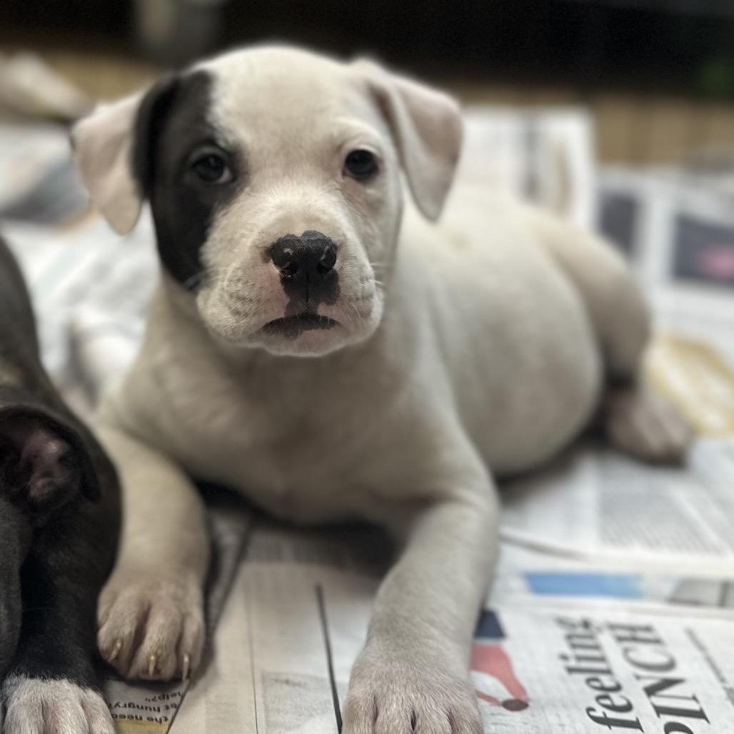 Enlarge California, a Adoptable Mixed Breed in Gadsden, AL image 1/3