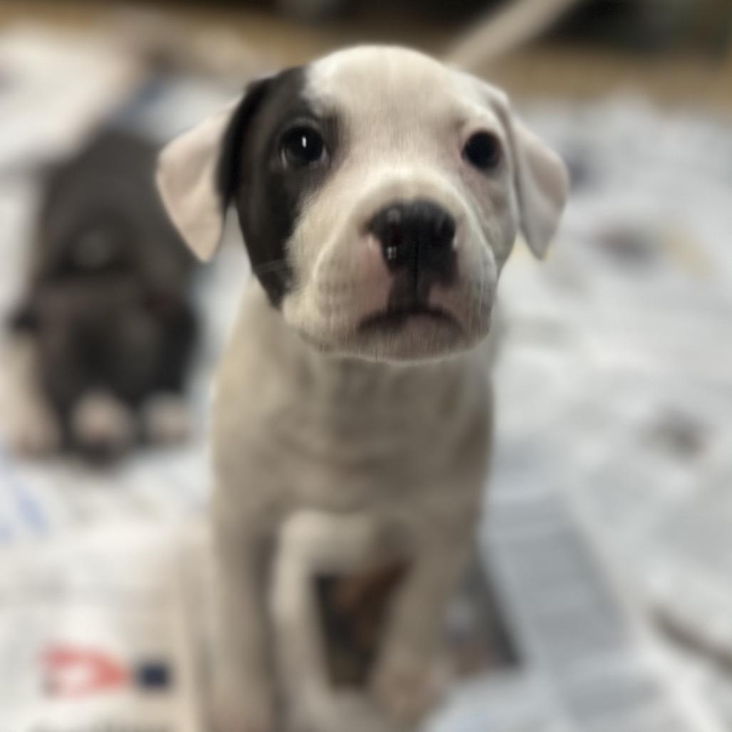 Enlarge California, a Adoptable Mixed Breed in Gadsden, AL image 2/3