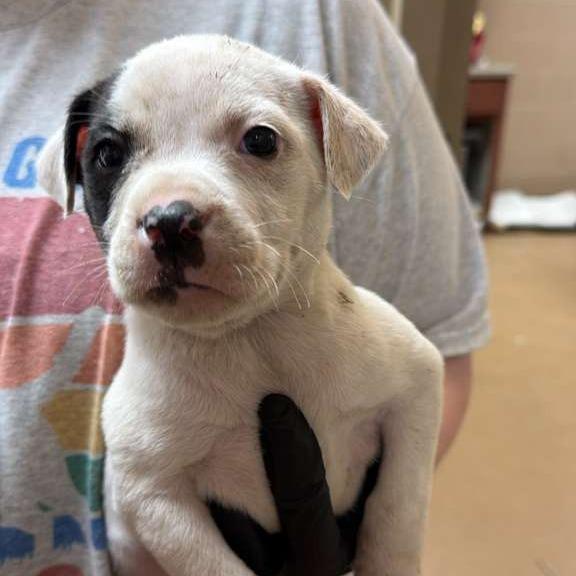 Enlarge California, a Adoptable Mixed Breed in Gadsden, AL image 3/3