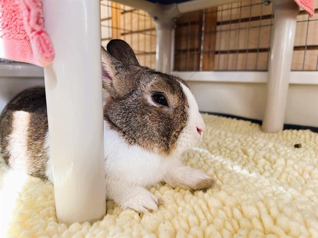 ELVIS, Adoptable, Young Male Bunny Rabbit.