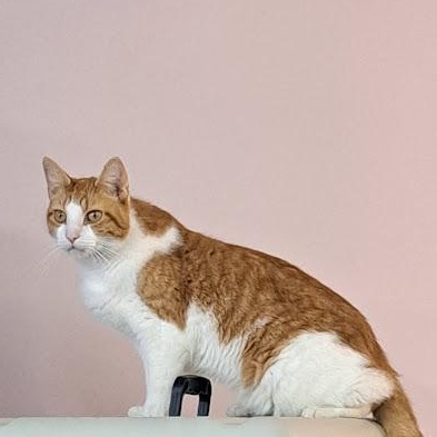 Brix, Adoptable, Adult Male Domestic Short Hair.