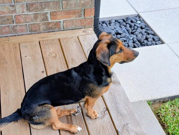 Enlarge BJ, an adopted mixed breed in Kenner, LA image 2/4