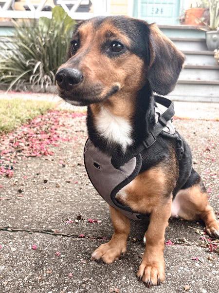 Enlarge BJ, an adopted mixed breed in Kenner, LA image 3/4