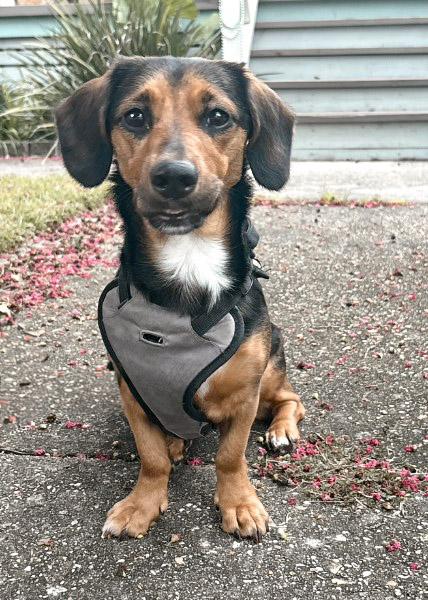 BJ, adopted, Young Female Beagle & Dachshund.
