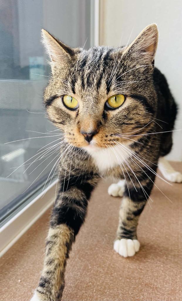 Ruben, Adoptable, Young Male Domestic Short Hair.