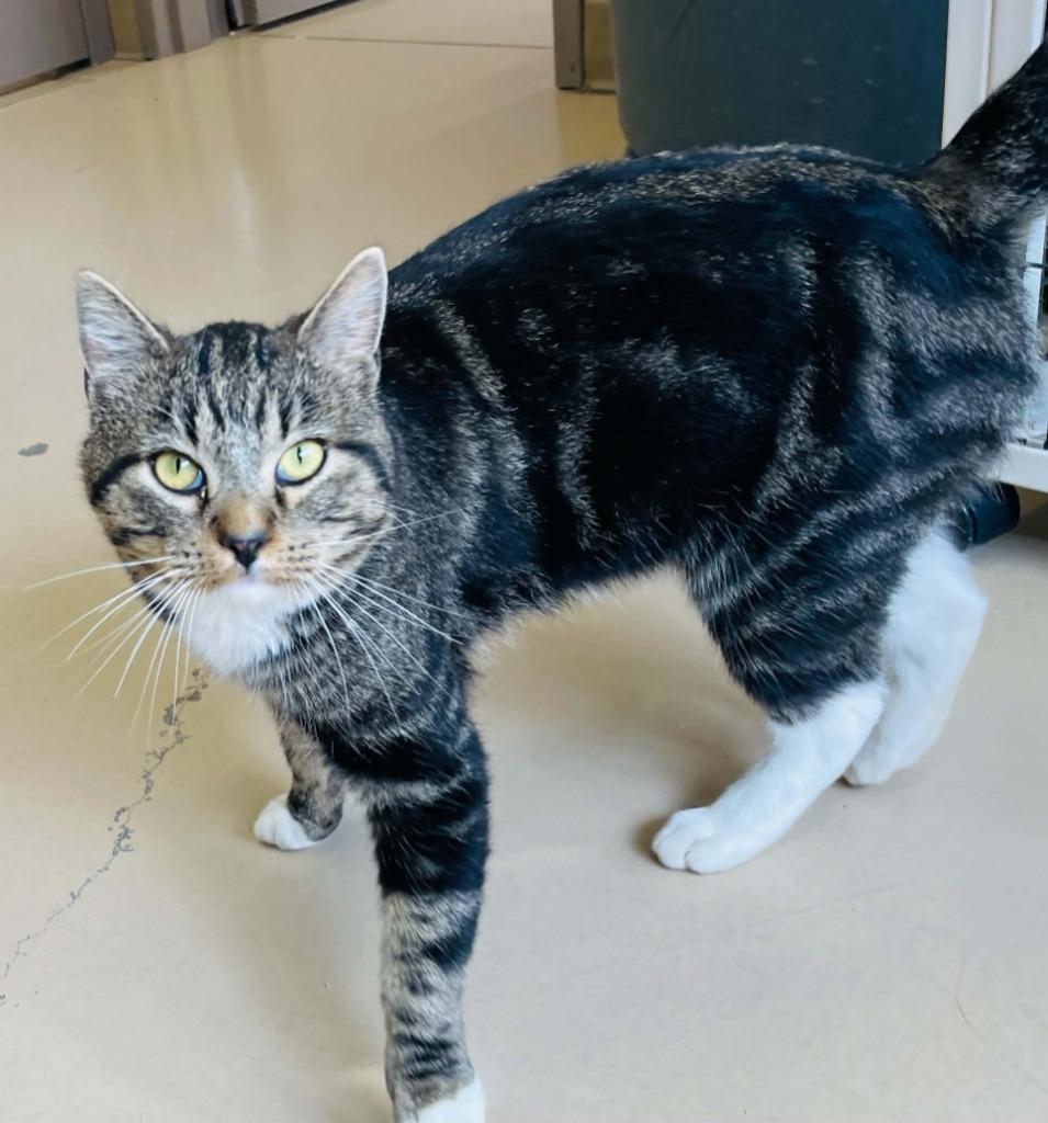 Enlarge Ruben, a Adoptable mixed breed in Green River, WY image 2/5