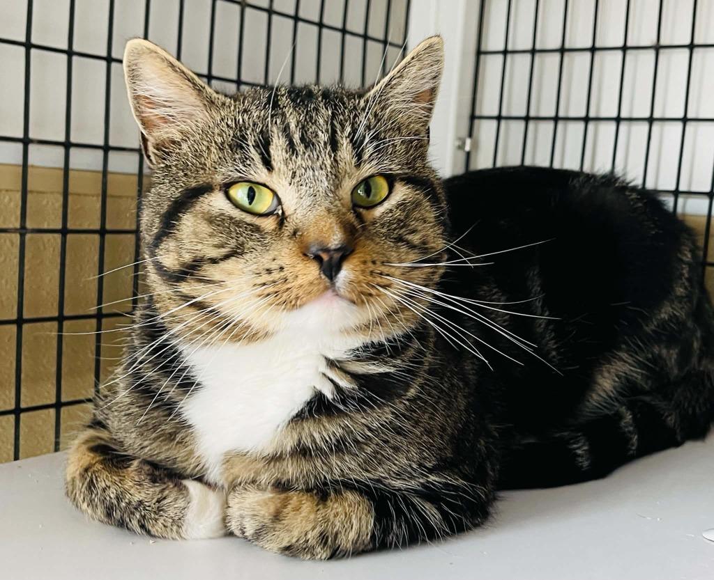 Enlarge Ruben, a Adoptable mixed breed in Green River, WY image 3/5