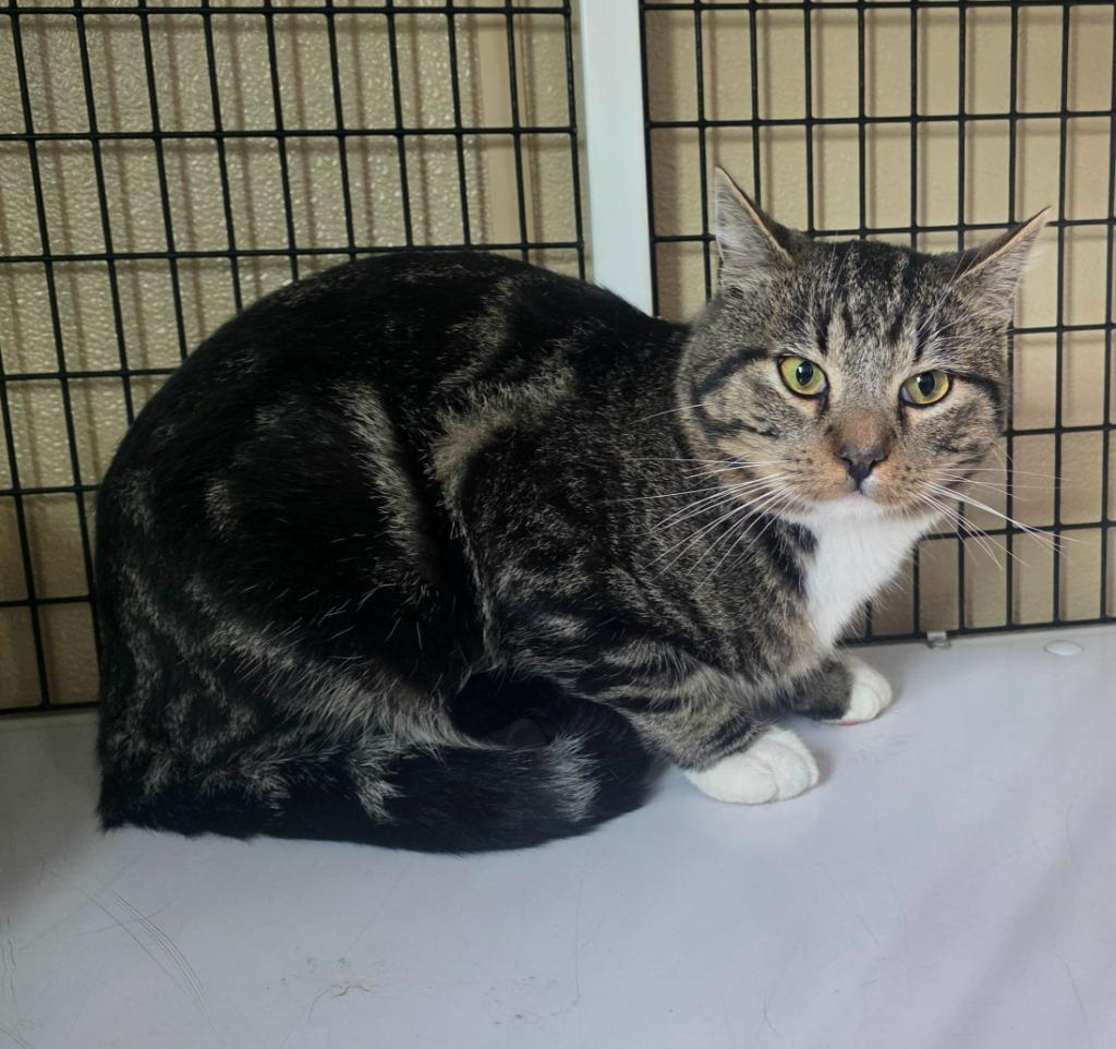Enlarge Ruben, a Adoptable mixed breed in Green River, WY image 4/5