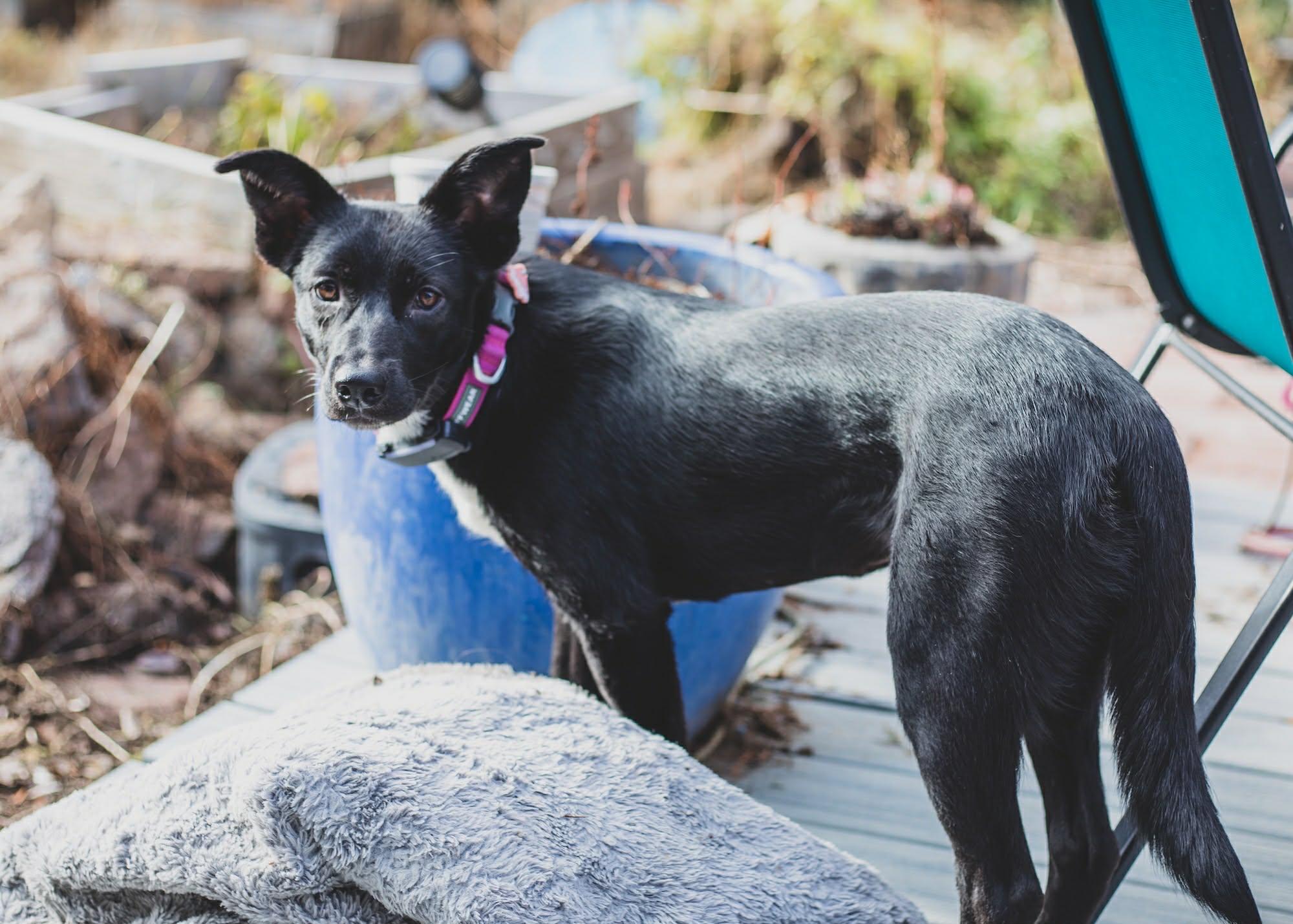 Enlarge Meeska, a ADOPTABLE mixed breed in Bend, OR image 2/4