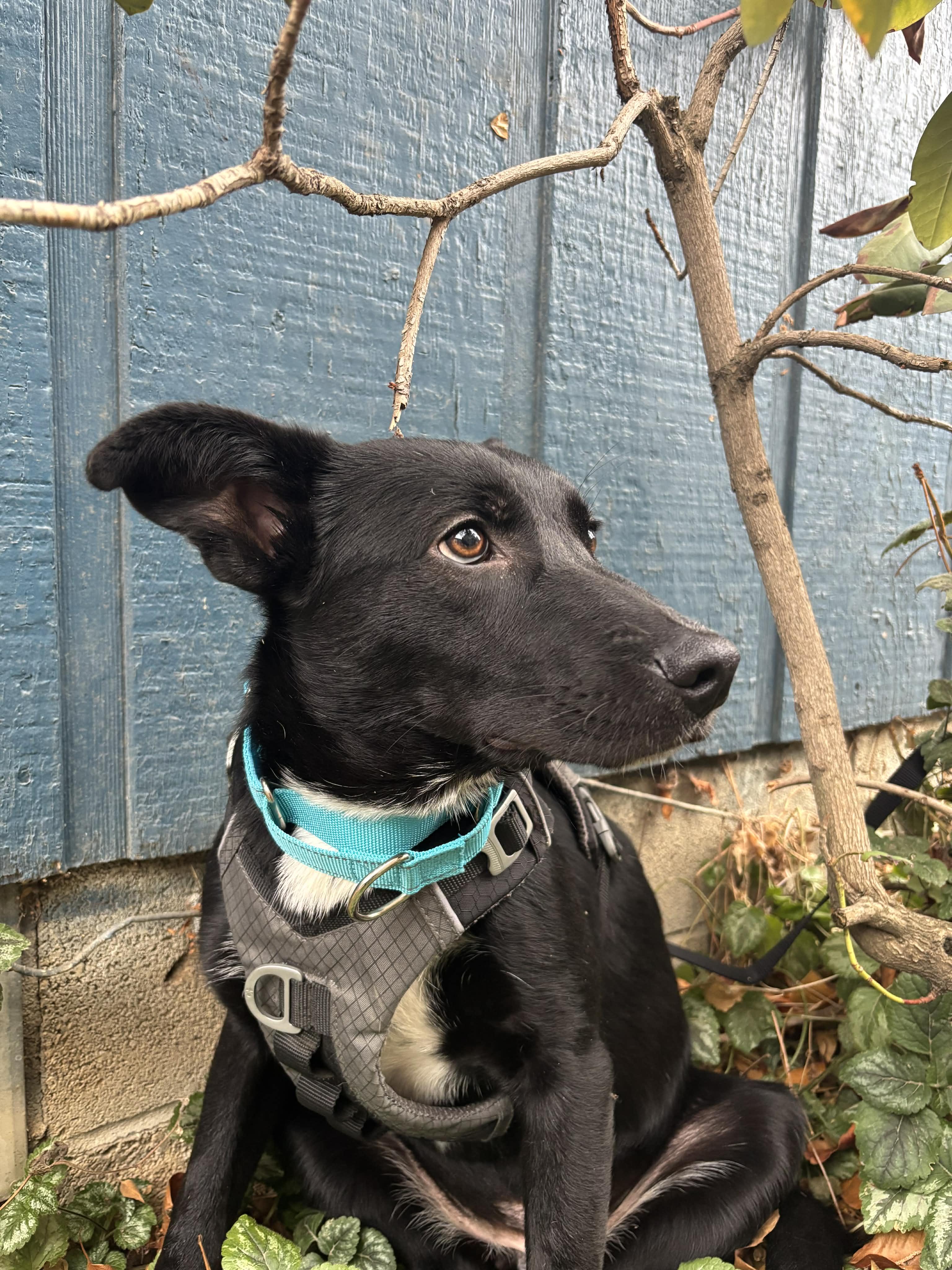 Enlarge Meeska, a ADOPTABLE mixed breed in Bend, OR image 4/4