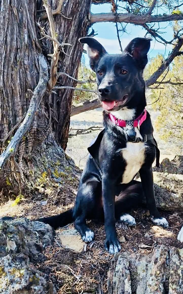 Meeska, a ADOPTABLE mixed breed in Bend, OR image 1/5