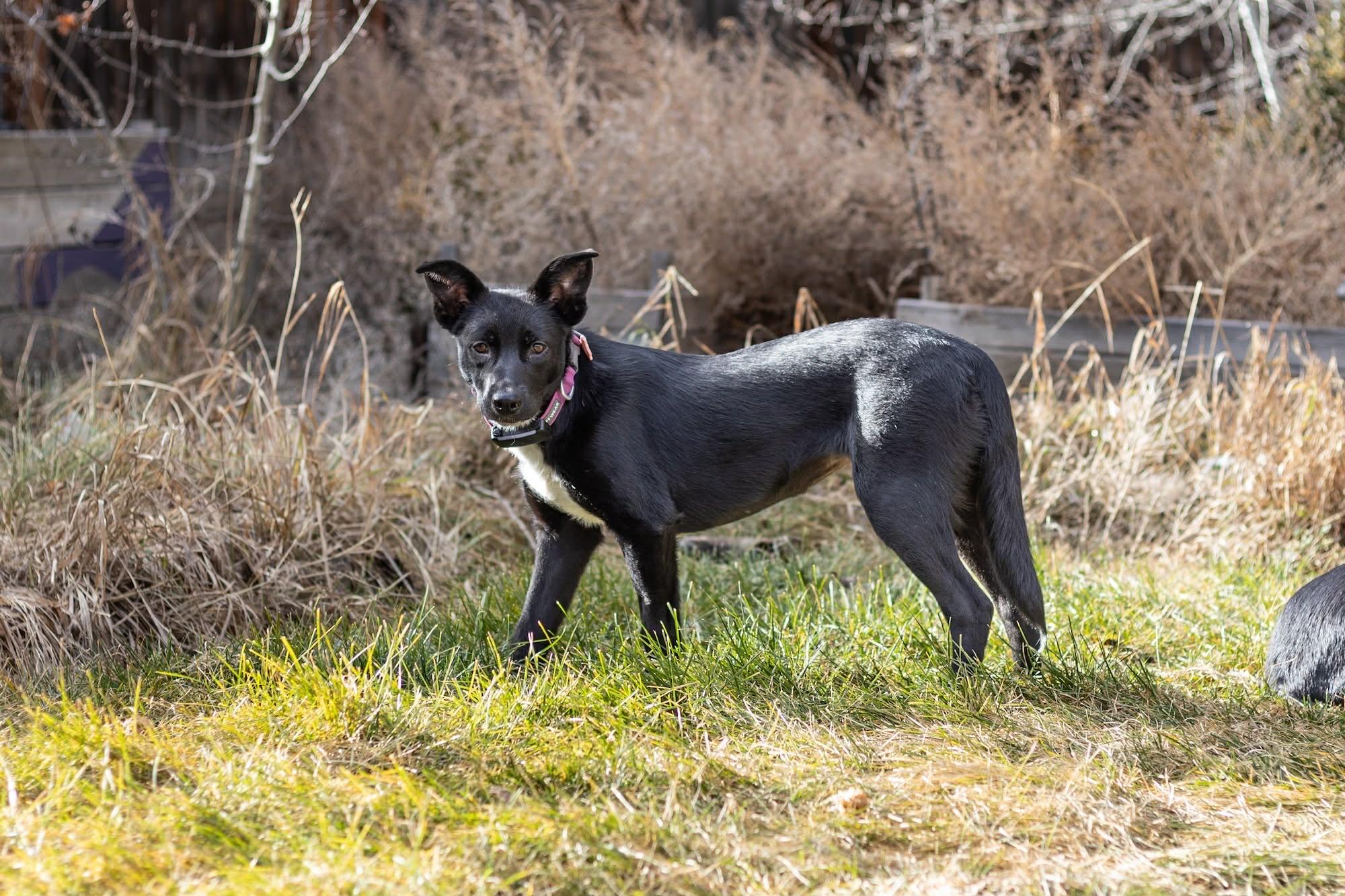 Enlarge Meeska, a ADOPTABLE mixed breed in Bend, OR image 3/4