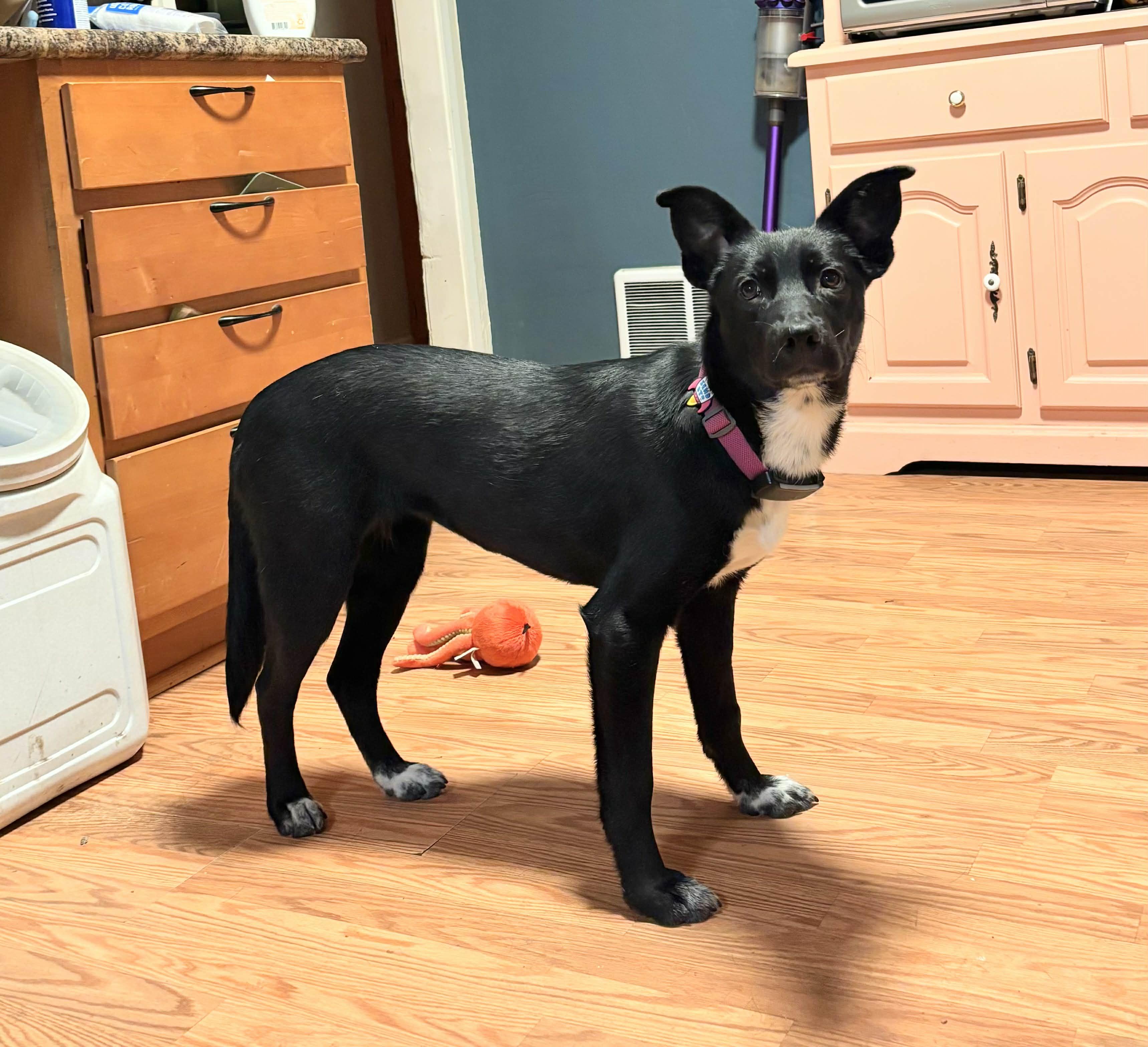 Enlarge Meeska, a ADOPTABLE mixed breed in Bend, OR image 1/4