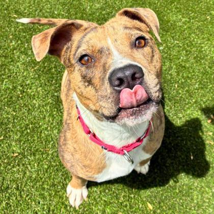 Bumblebee, Adoptable, Adult Female Terrier & Mixed Breed.