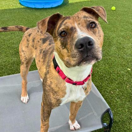 Enlarge Bumblebee, a Adoptable mixed breed in Gastonia, NC image 2/3