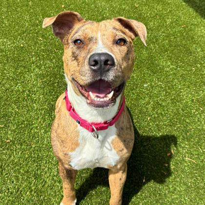 Enlarge Bumblebee, a Adoptable mixed breed in Gastonia, NC image 3/3