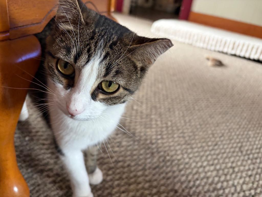 Rollie, Adoptable, Young Female Domestic Short Hair.