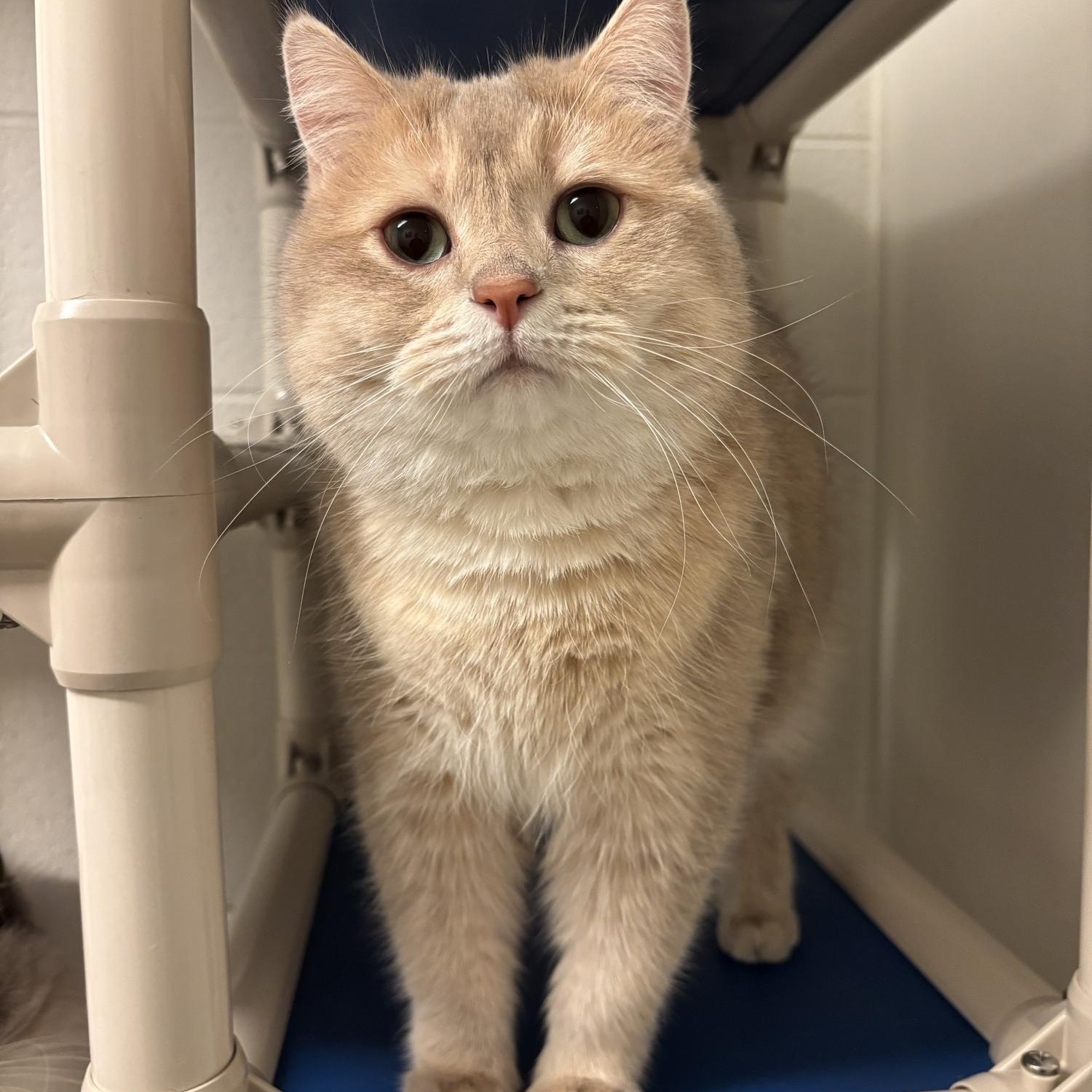 Cola CA-020/26, an adopted British Shorthair in Burlington, ON image 1/3