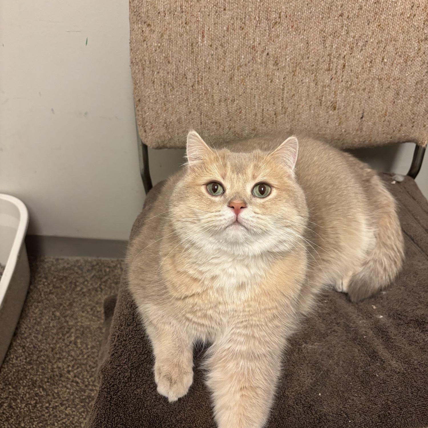 Cola CA-020/26, an adopted British Shorthair in Burlington, ON image 3/3