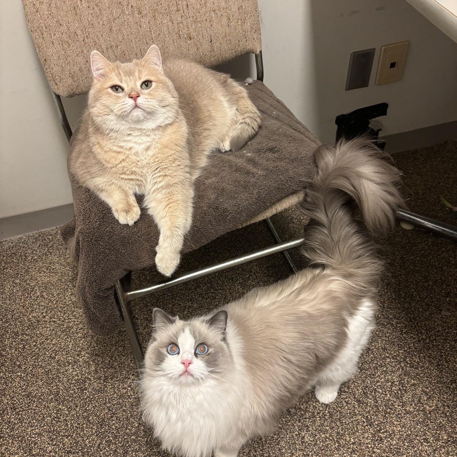 Cola CA-020/26, an adopted British Shorthair in Burlington, ON image 2/3