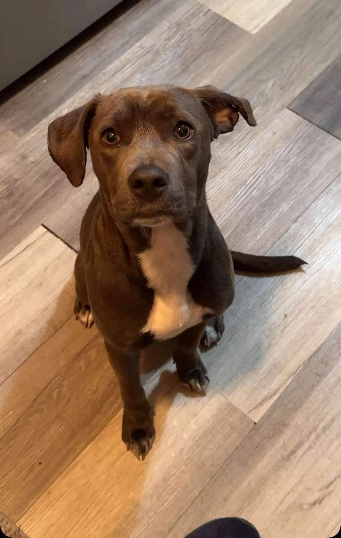 Prada, Adoptable, Young Female Mixed Breed.