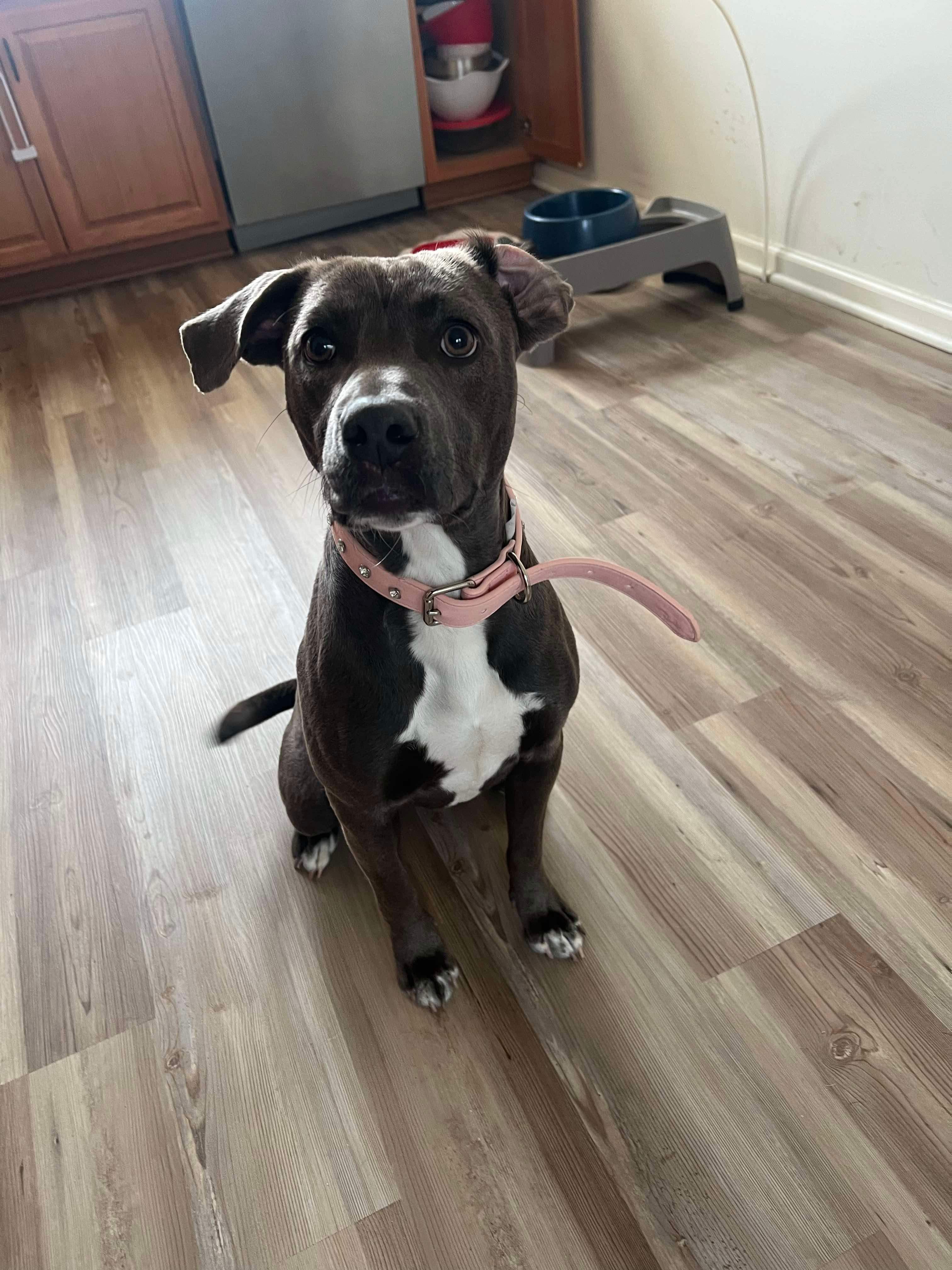 Enlarge Prada, a Adoptable Mixed Breed in Roachdale, IN image 2/4