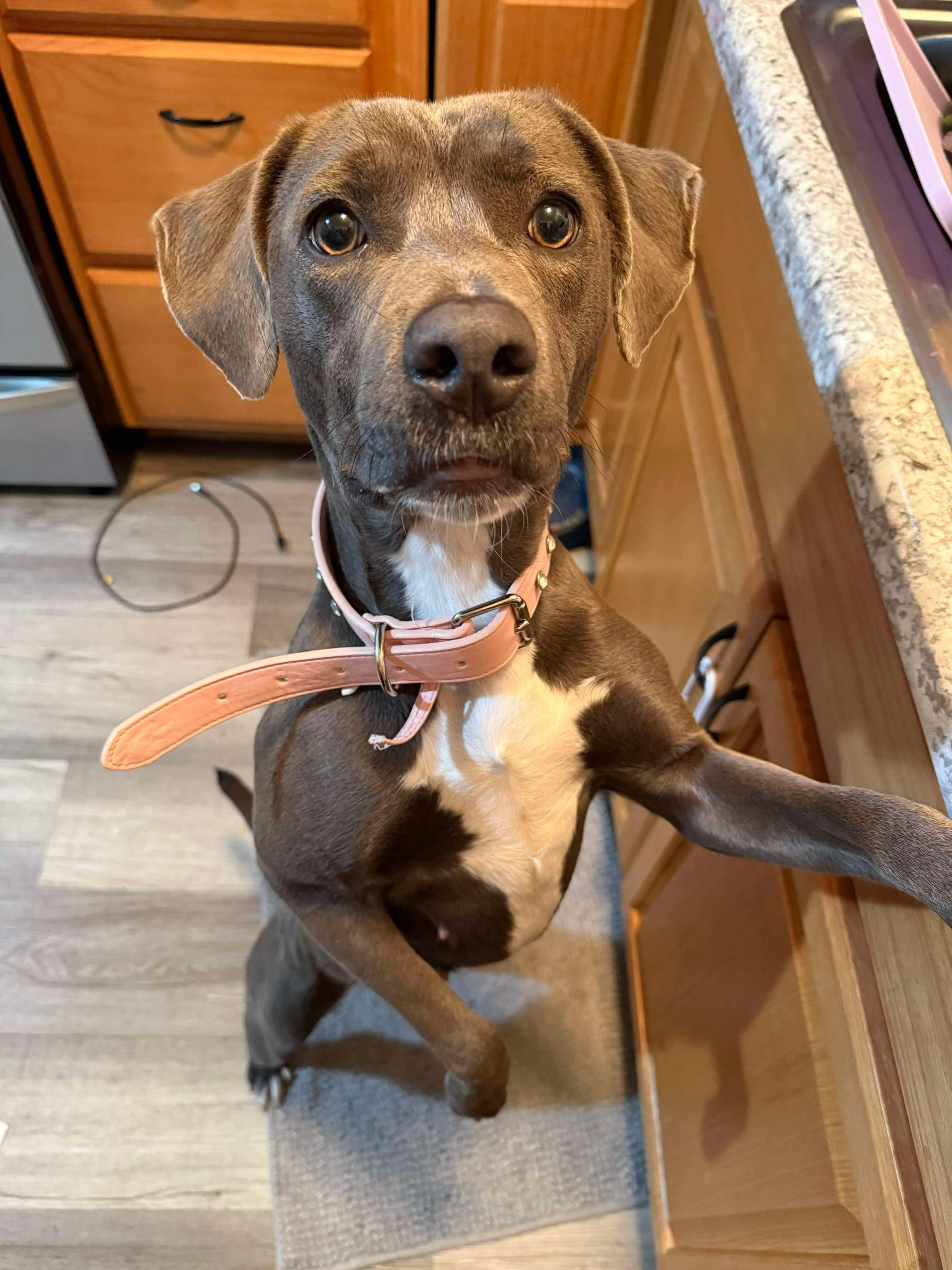 Enlarge Prada, a Adoptable Mixed Breed in Roachdale, IN image 3/4