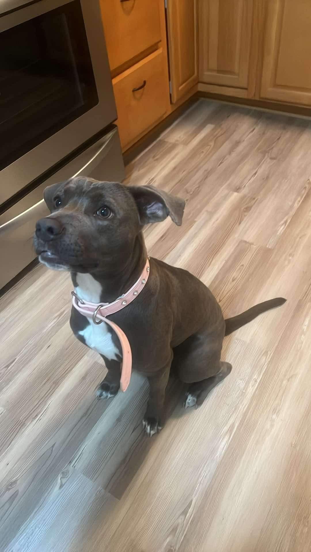 Prada, Adoptable, Young Female Mixed Breed.