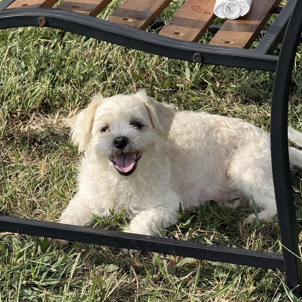 Enlarge Frannie, a Adoptable Shih Tzu in Southside, TN image 2/4