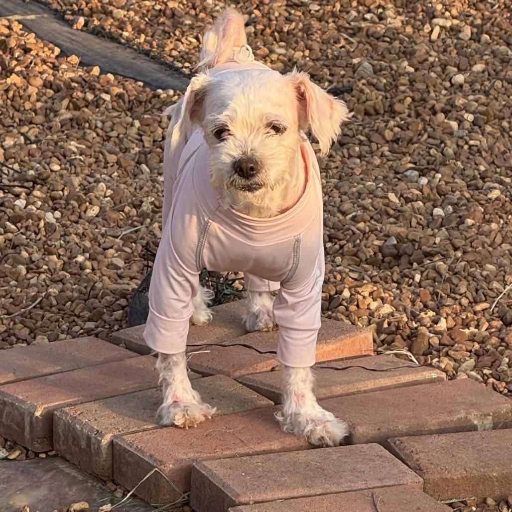 Enlarge Frannie, a Adoptable Shih Tzu in Southside, TN image 3/4