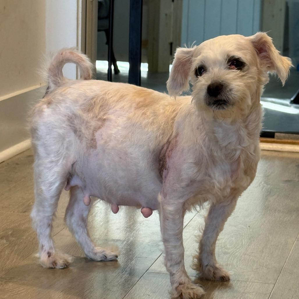 Enlarge Frannie, a Adoptable Shih Tzu in Southside, TN image 4/4