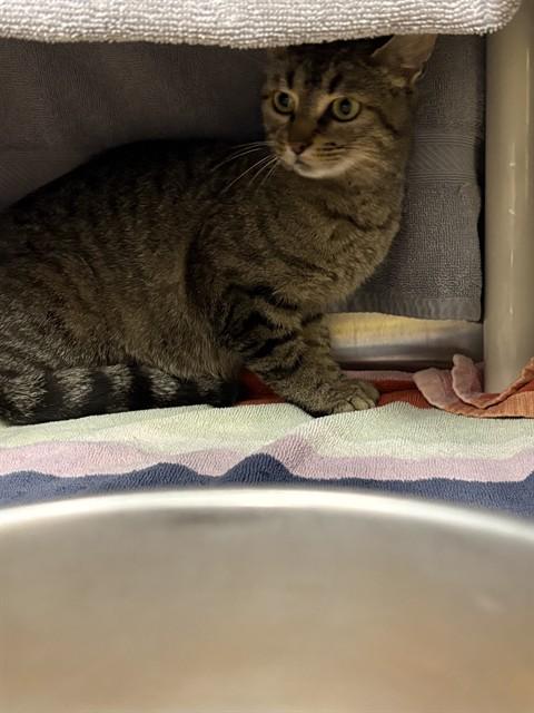 Enlarge LADY FLASH, a Adoptable Domestic Short Hair in Huntsville, AL image 1/1