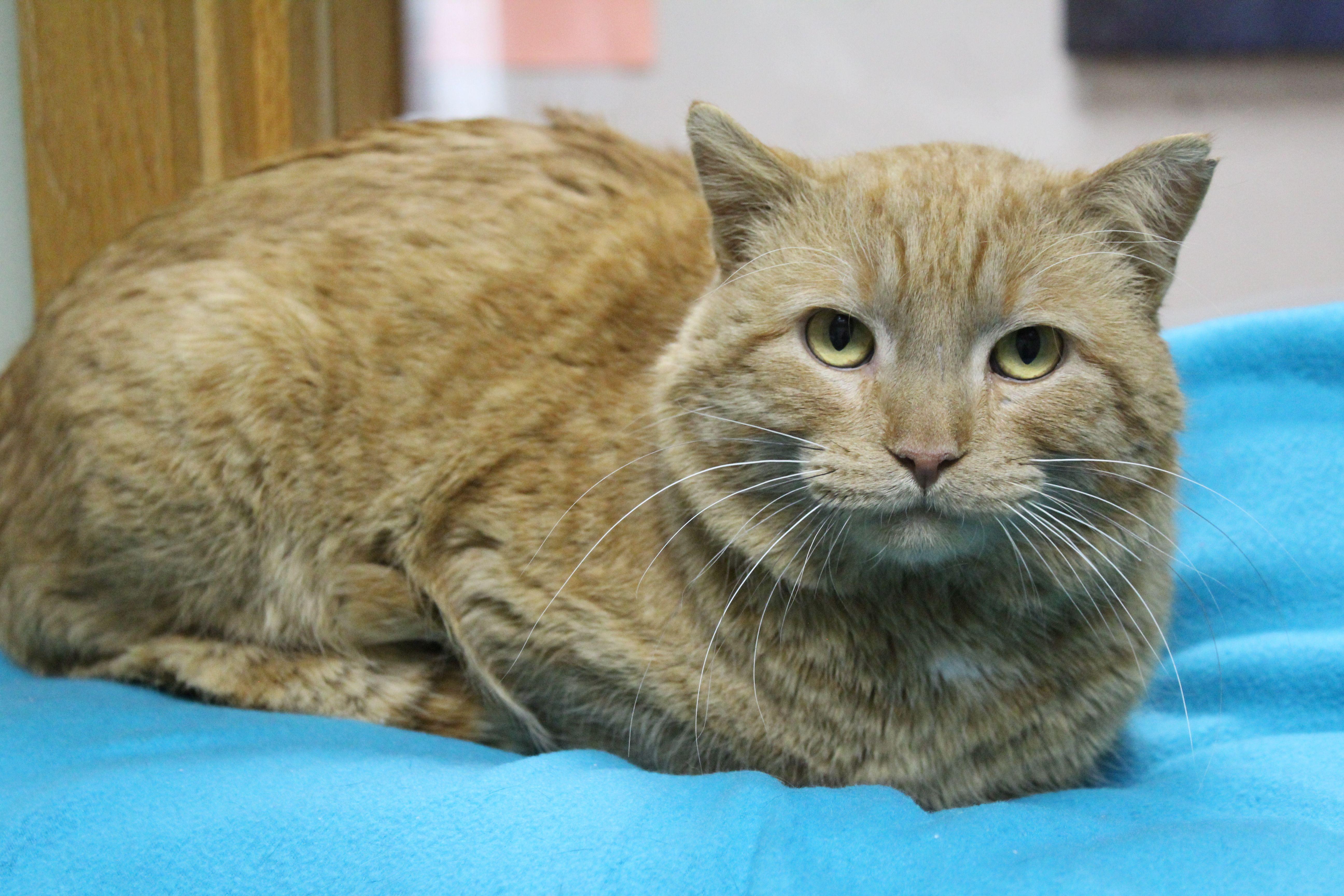 Enlarge Kevin, a ADOPTABLE mixed breed in Portage, WI image 1/5