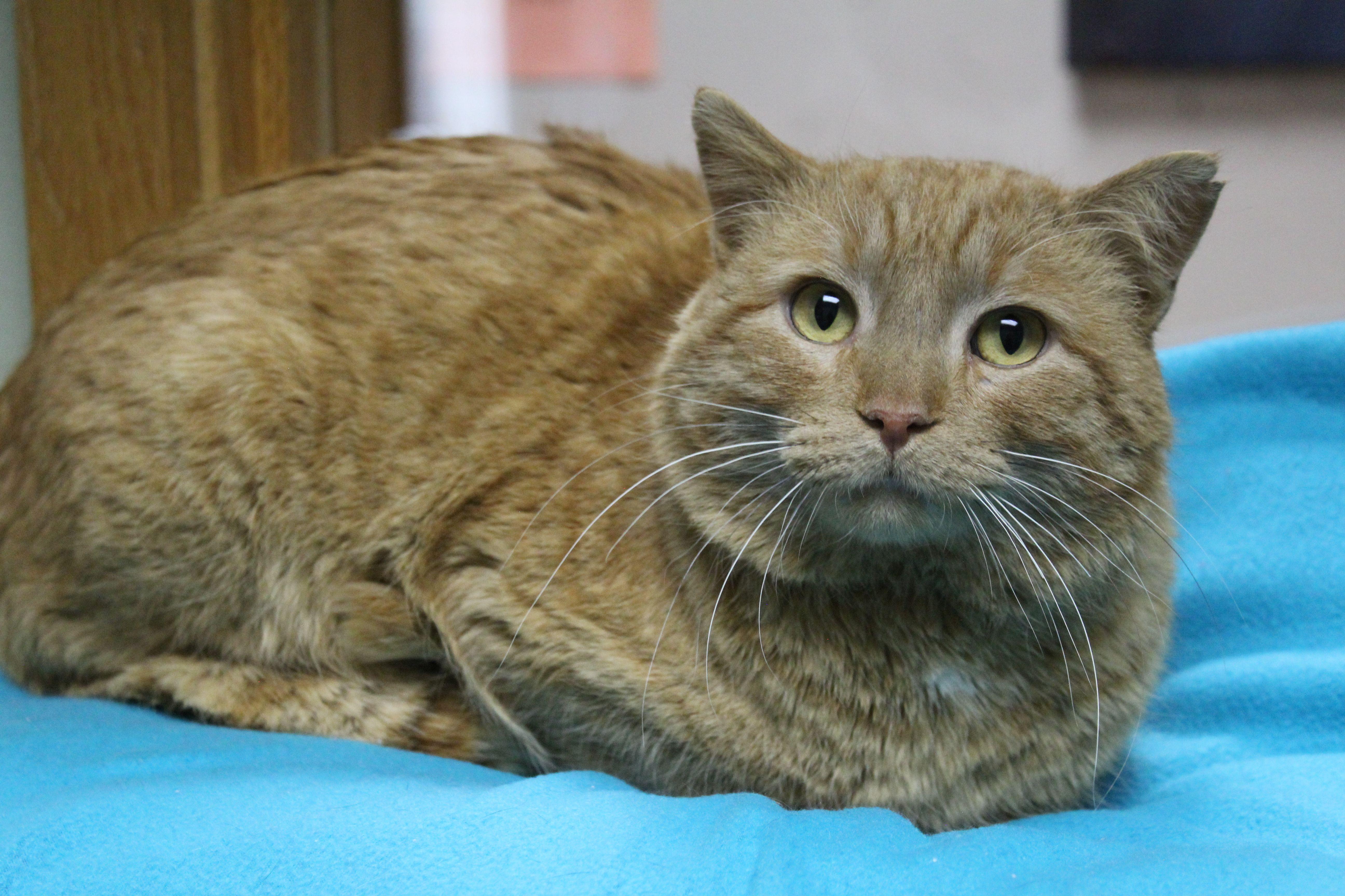 Enlarge Kevin, a ADOPTABLE mixed breed in Portage, WI image 4/5