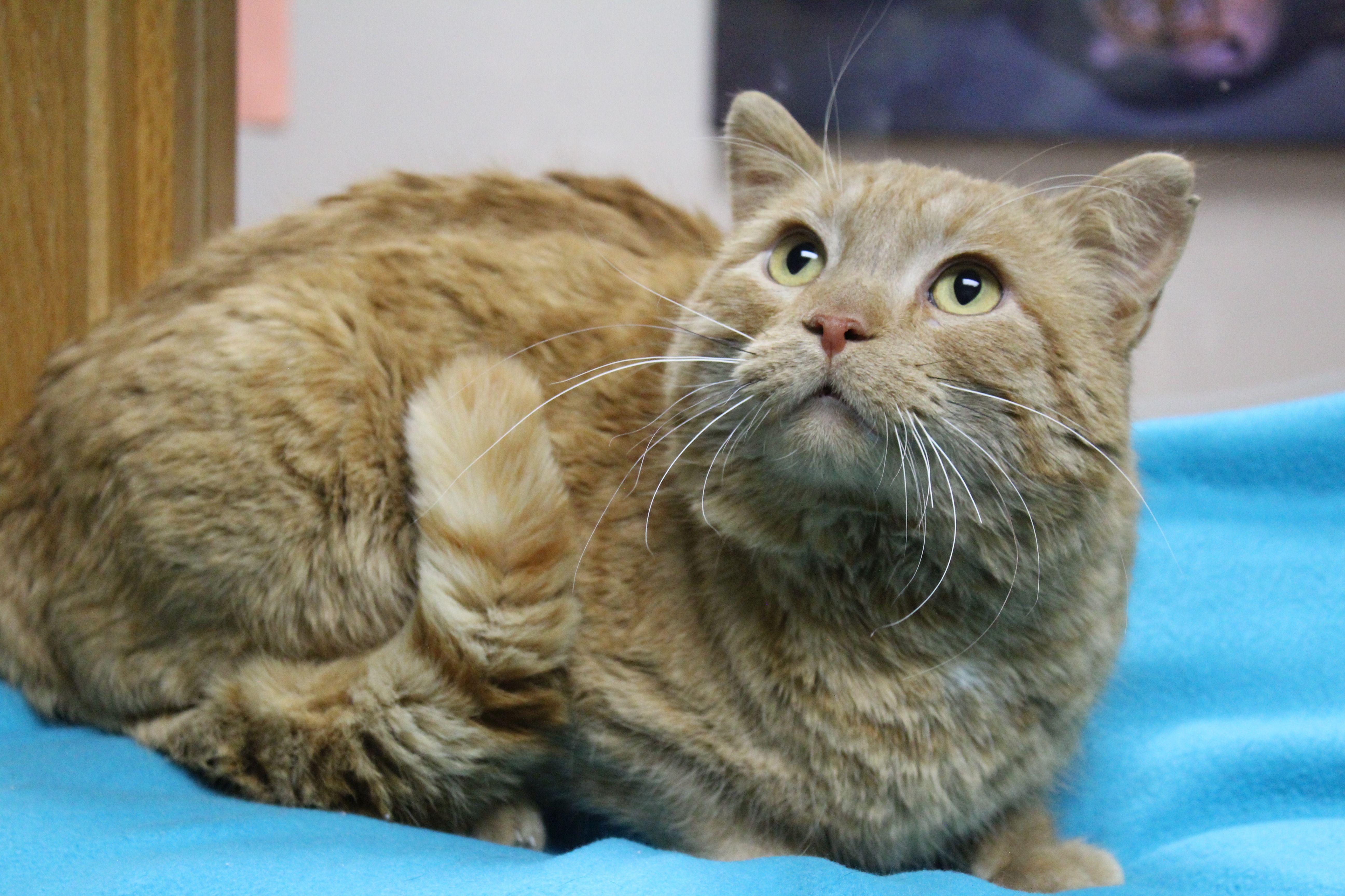 Enlarge Kevin, a ADOPTABLE mixed breed in Portage, WI image 2/5