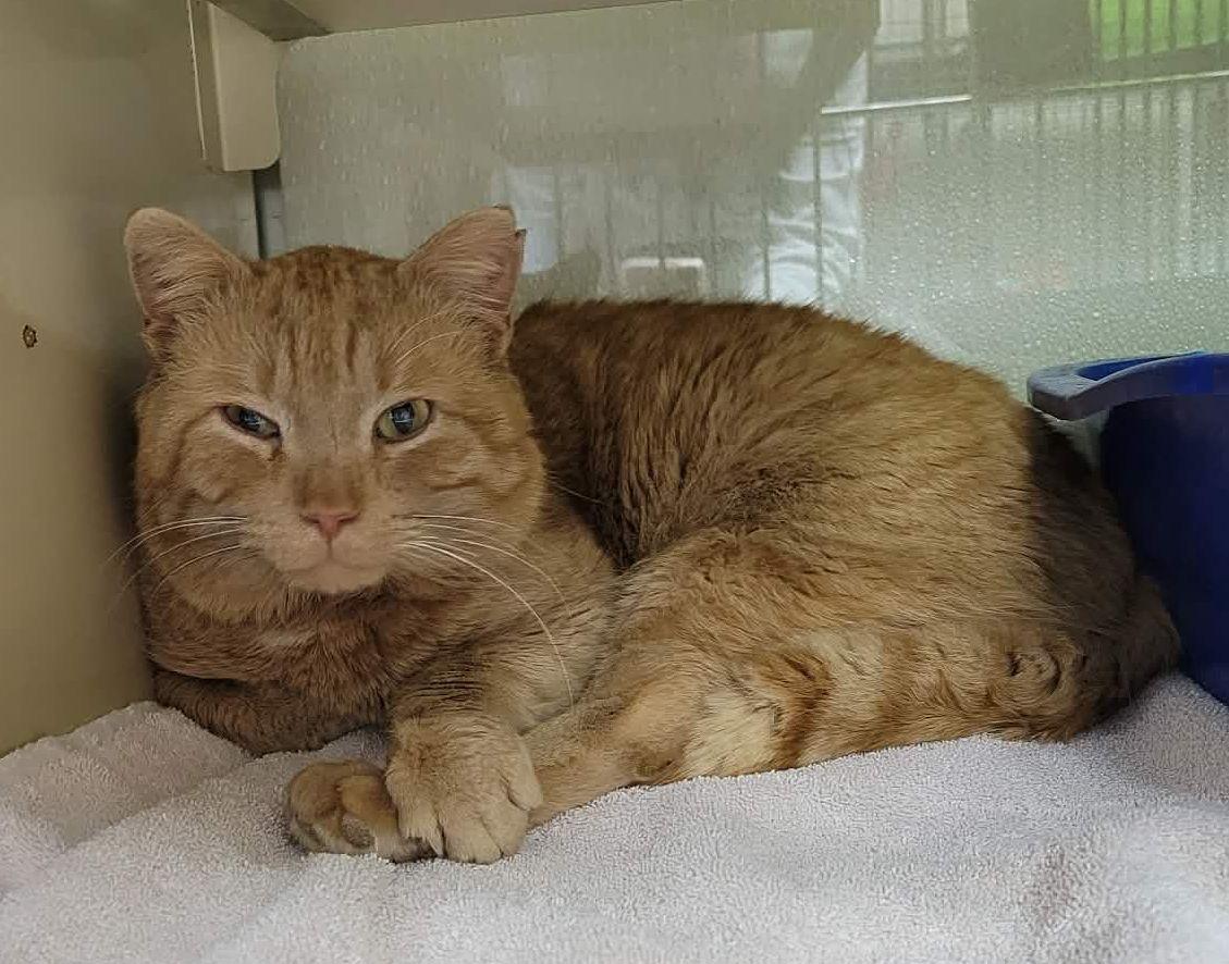 Enlarge Kevin, a ADOPTABLE mixed breed in Portage, WI image 5/5