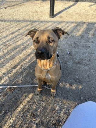Enlarge Champagne, an adoptable mixed breed in Philadelphia, PA image 3/3