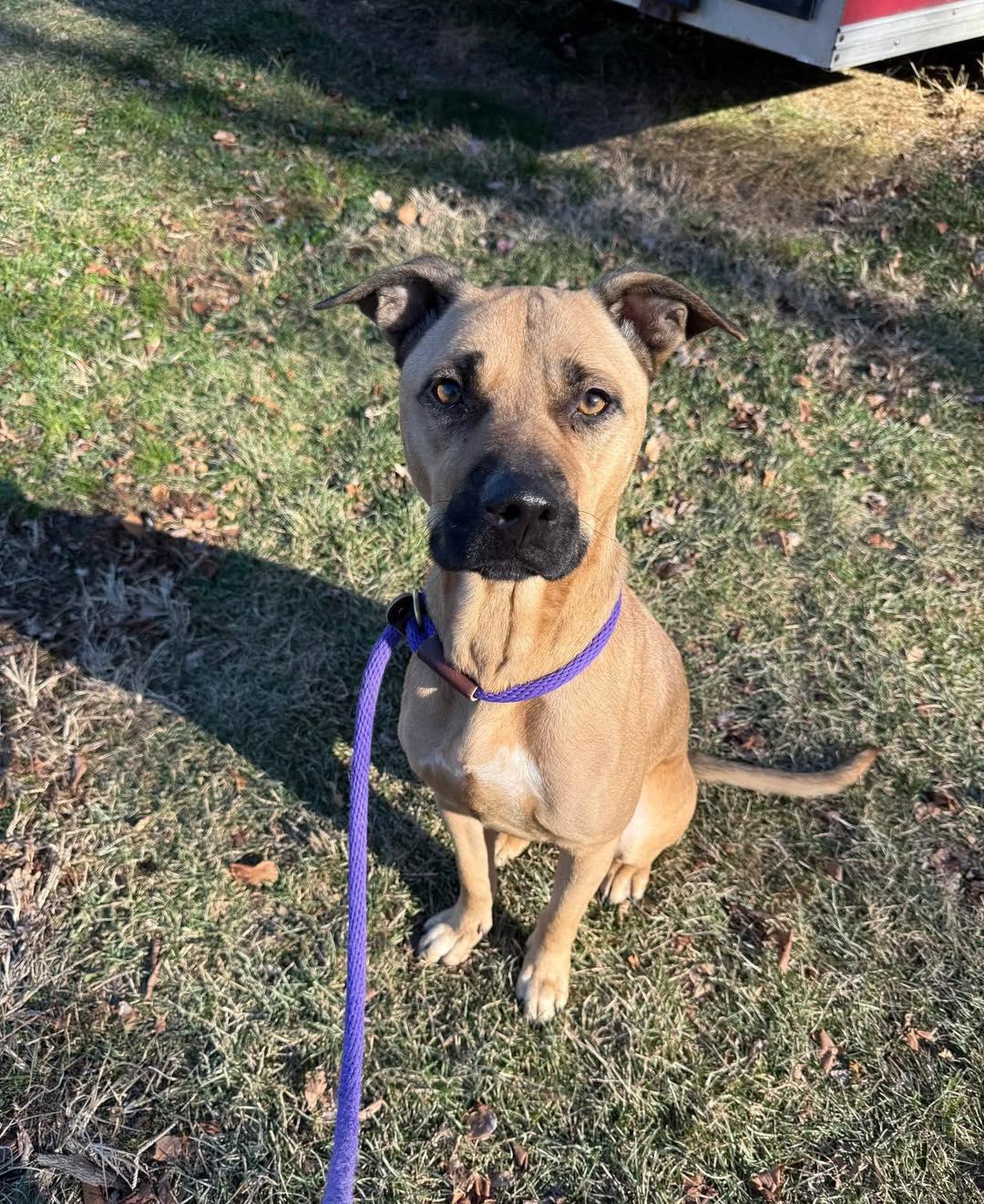 Champagne, adoptable, Adult Female Pit Bull Terrier.