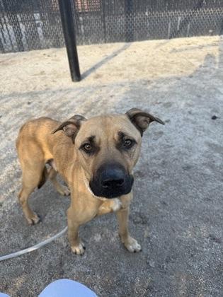 Enlarge Champagne, an adoptable mixed breed in Philadelphia, PA image 2/3