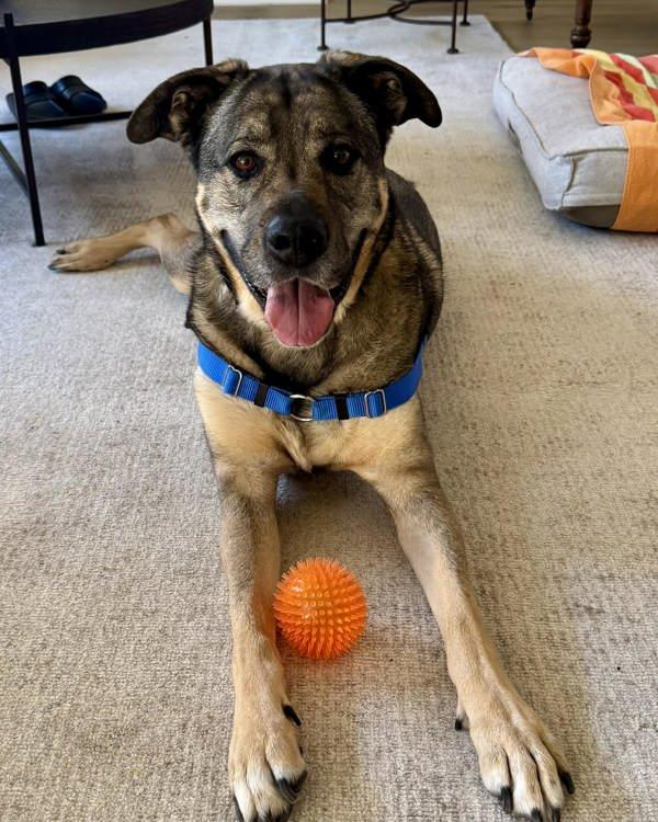 Mia, Adoptable, Adult Female German Shepherd Dog & Rottweiler.