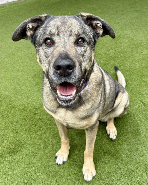 Mia, a Adoptable mixed breed in Novato, CA image 2/6