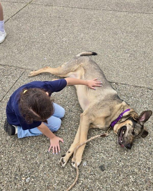 Mia, a Adoptable mixed breed in Novato, CA image 4/6