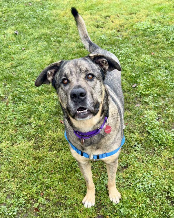 Mia, a Adoptable mixed breed in Novato, CA image 5/6