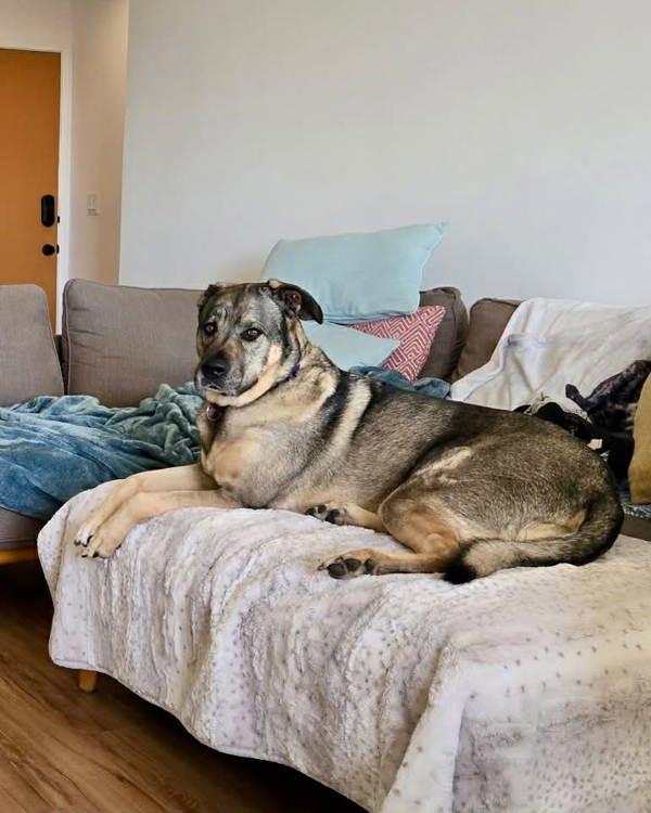 Mia, a Adoptable mixed breed in Novato, CA image 6/6