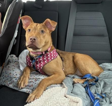 Cece, Baby Female Hound
