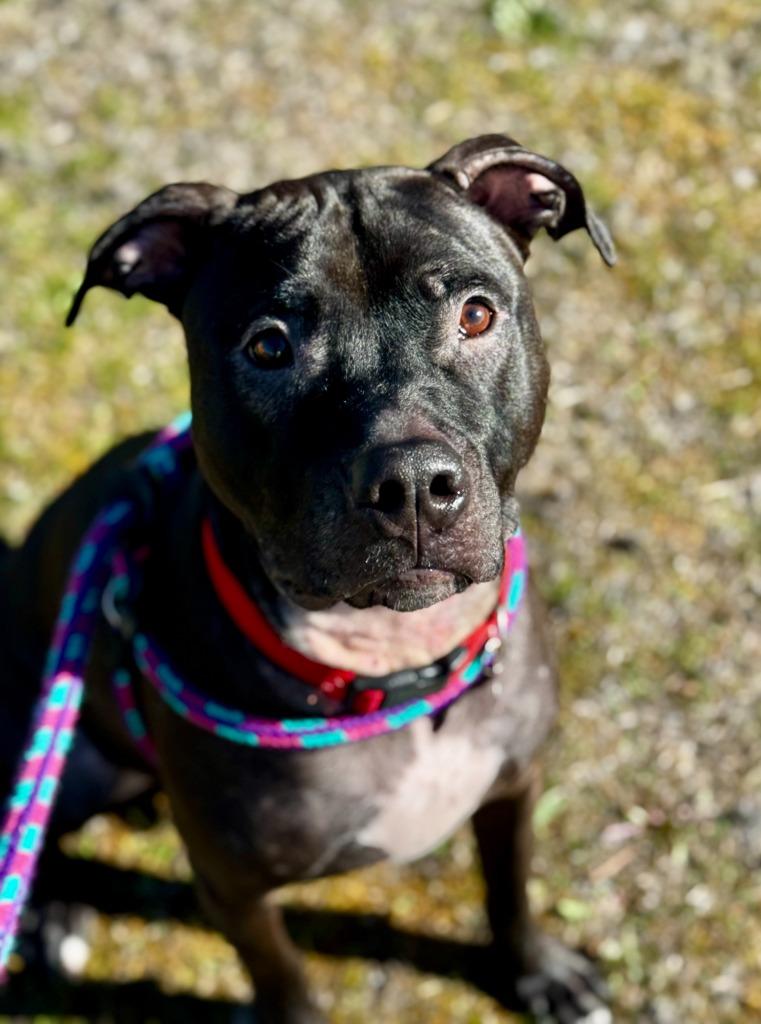 Tuxedo, Adoptable, Young Male Pit Bull Terrier.
