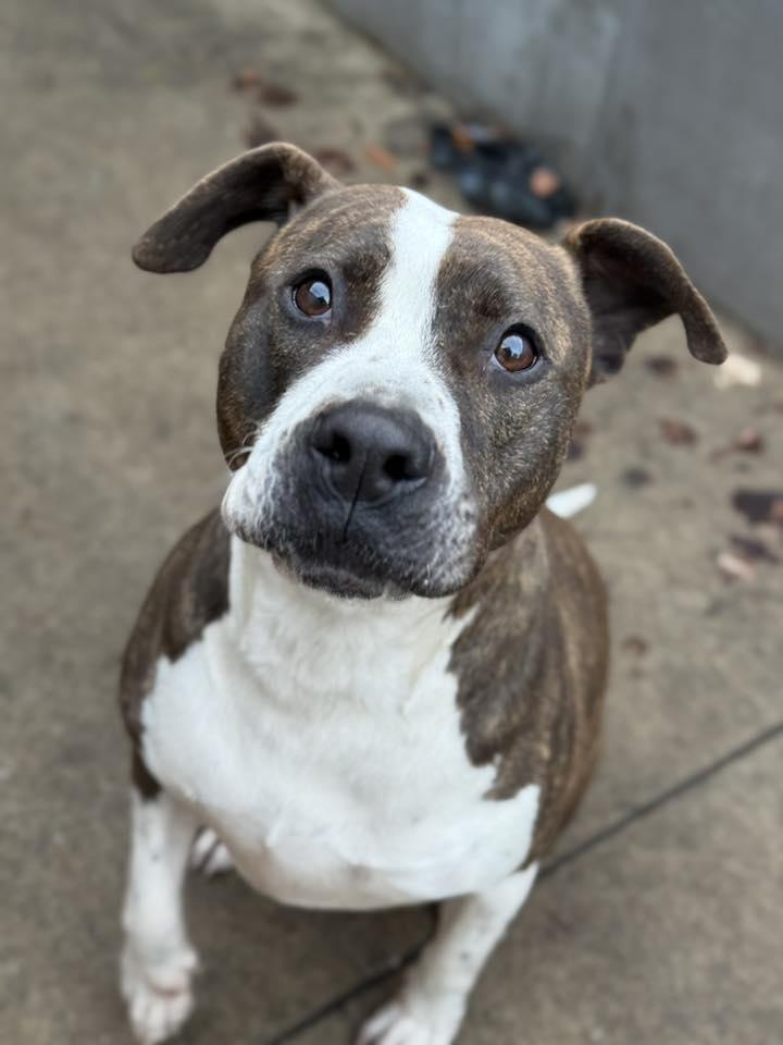 Grand Marnier, Adoptable, Adult Female Pit Bull Terrier.