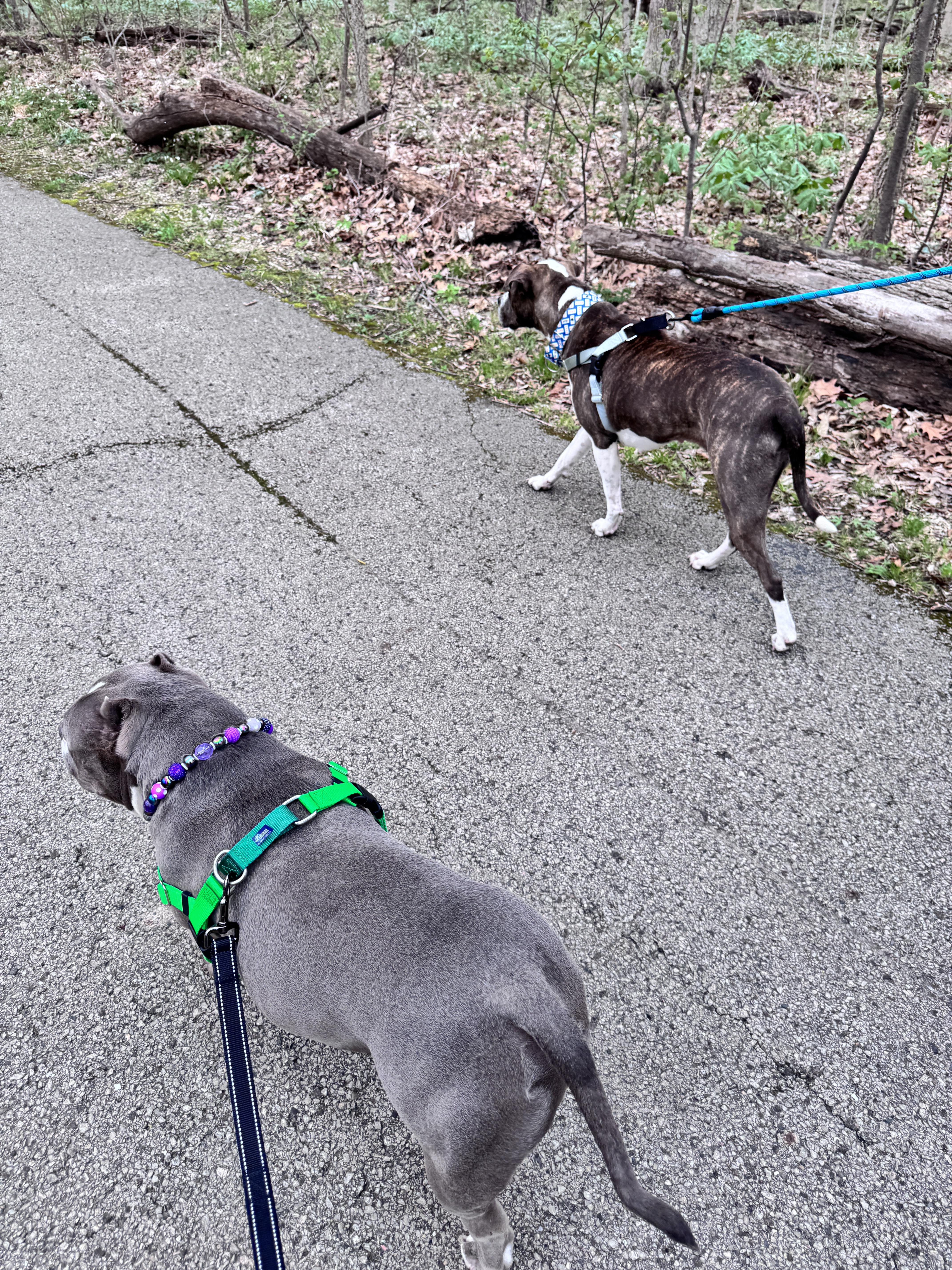 Grand Marnier, Adoptable, Adult Female Pit Bull Terrier.