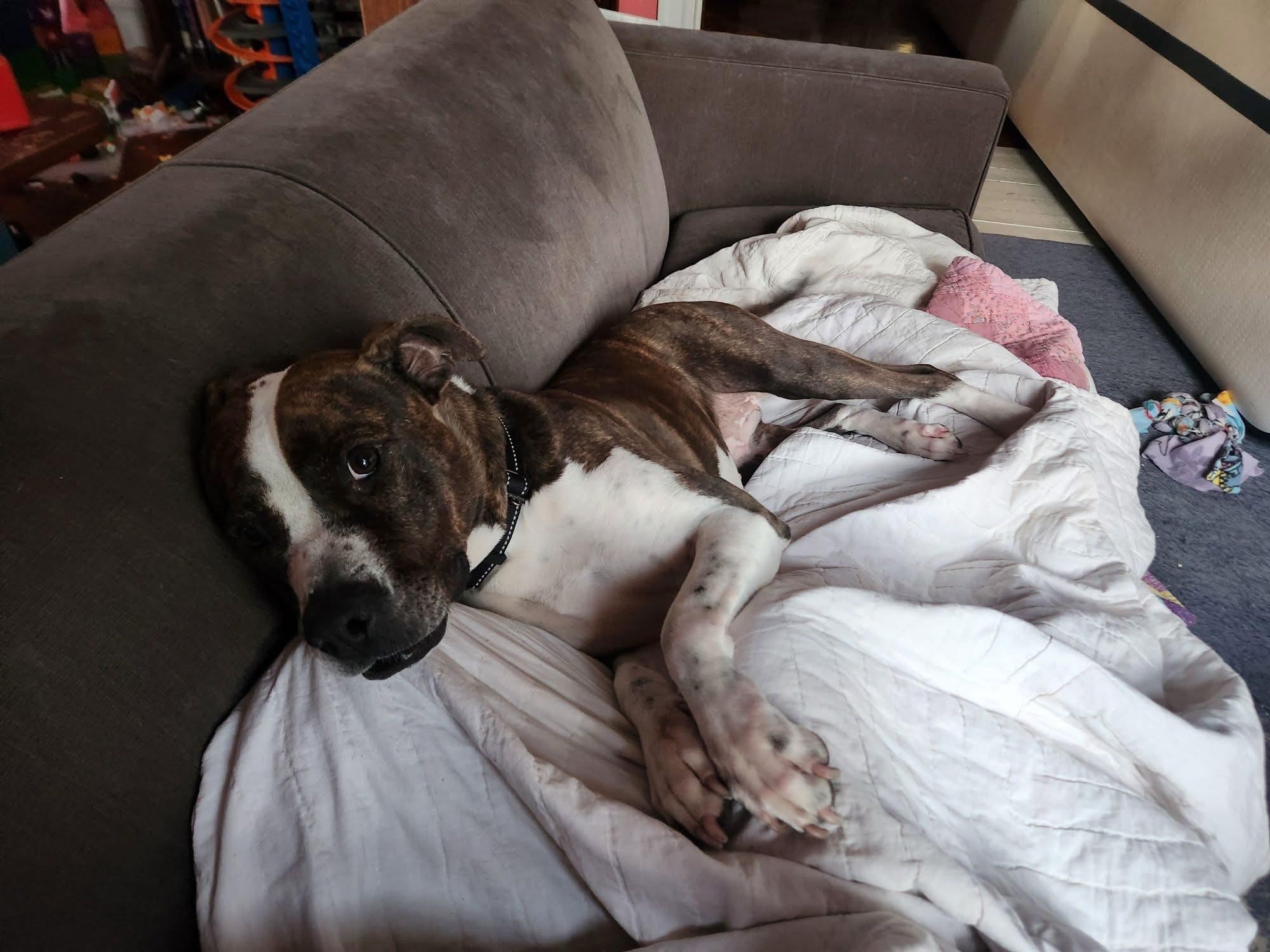 Grand Marnier, Adoptable, Adult Female Pit Bull Terrier.